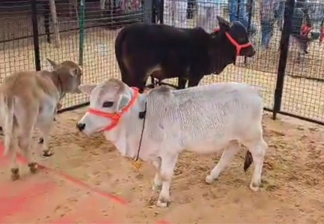 Rs 15-crore horse, Rs 23-crore buffalo steal spotlight at Rajasthan's Pushkar Fair